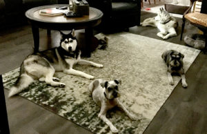 Four dogs in the living room.