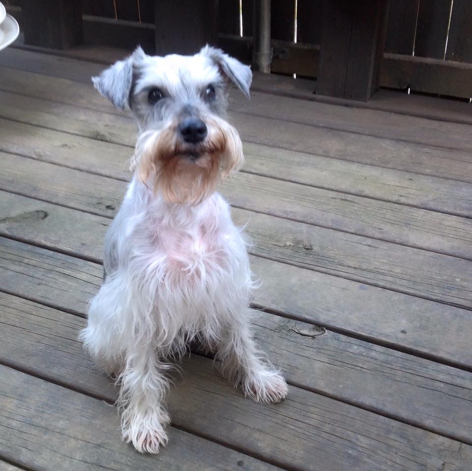 Georgia, the white and gray mini schnauzer sitting on the porch looking at the camera.